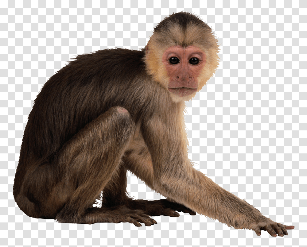 Capuchin Monkey Desktop Wallpaper Monkey, Wildlife, Mammal, Animal, Baboon Transparent Png