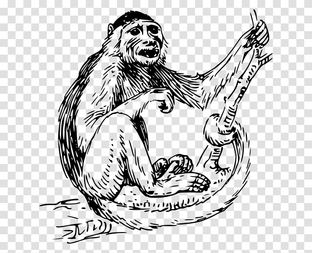 Capuchin Monkey Primate Spider Monkey Drawing, Gray, World Of Warcraft Transparent Png