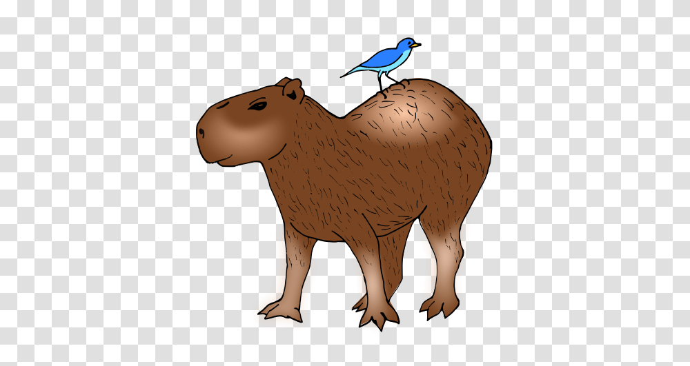 Capybara Clipart, Bird, Animal, Mammal, Zoo Transparent Png