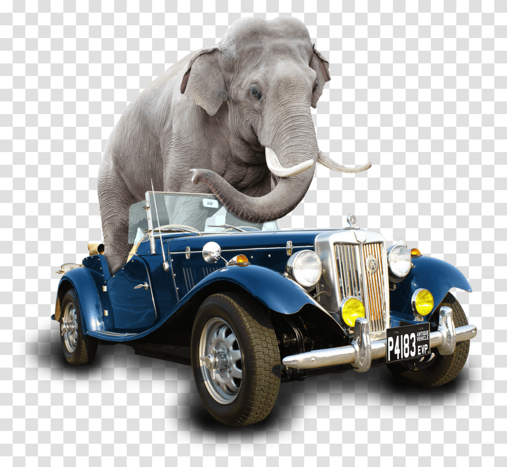 Car Elephant Fin Indian Elephant, Vehicle, Transportation, Automobile, Wildlife Transparent Png
