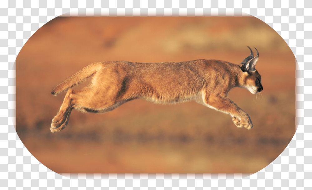 Caracal Animal Download Caracal Hd, Wildlife, Cougar, Mammal, Dog Transparent Png