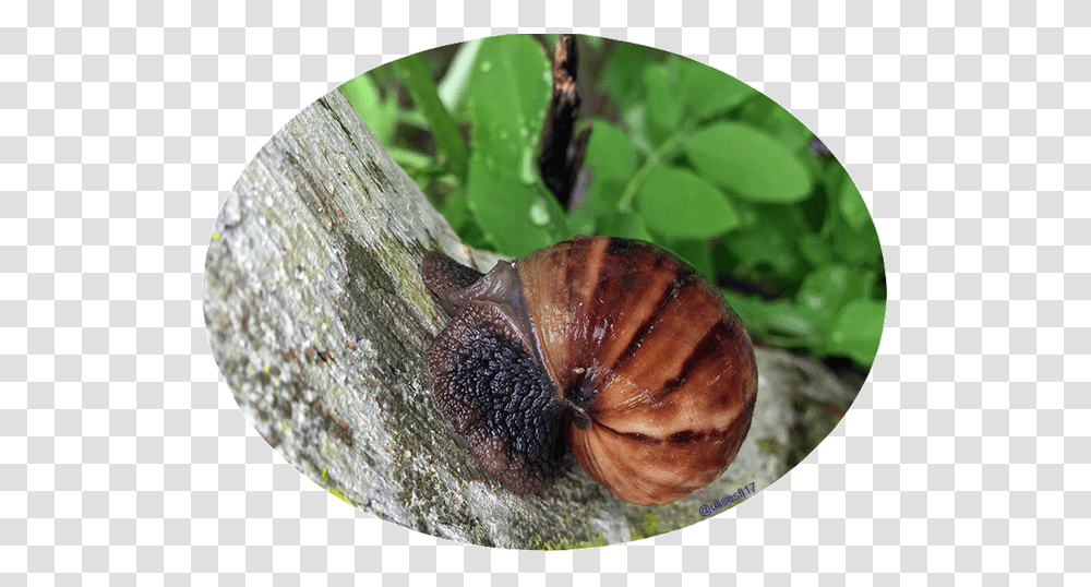 Caracol Africano 2 Snail, Invertebrate, Animal Transparent Png