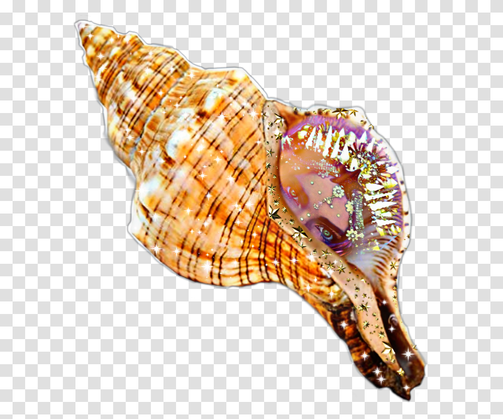 Caracol Sirena Mar Estrellasdemar Caracola De Mar, Sea Life, Animal, Conch, Seashell Transparent Png