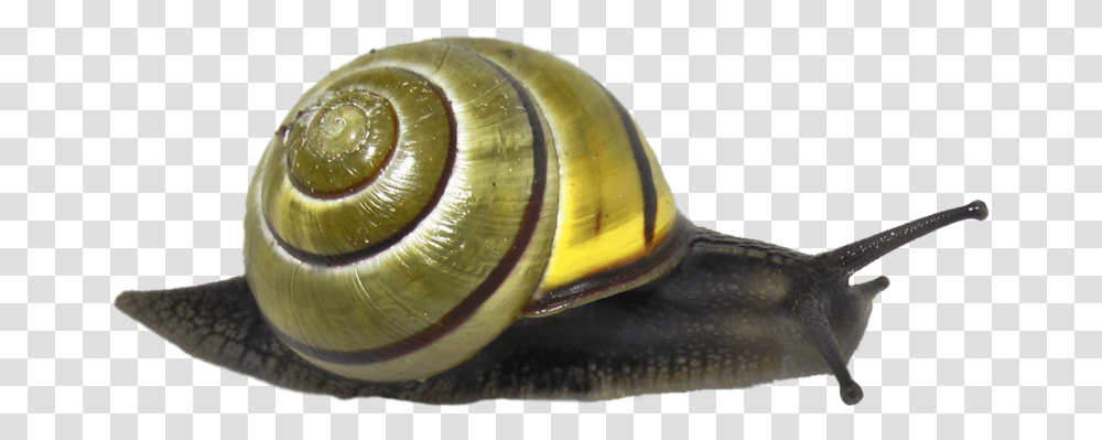 Caracol Verde Snail, Invertebrate, Animal, Bird, Banana Transparent Png