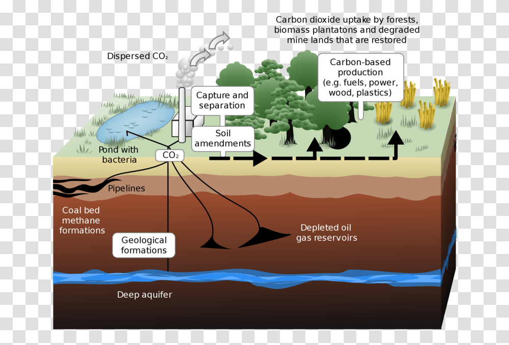 Carbon Capture Carbon Capture And Storage, Vegetation, Plant, Bush, Nature Transparent Png
