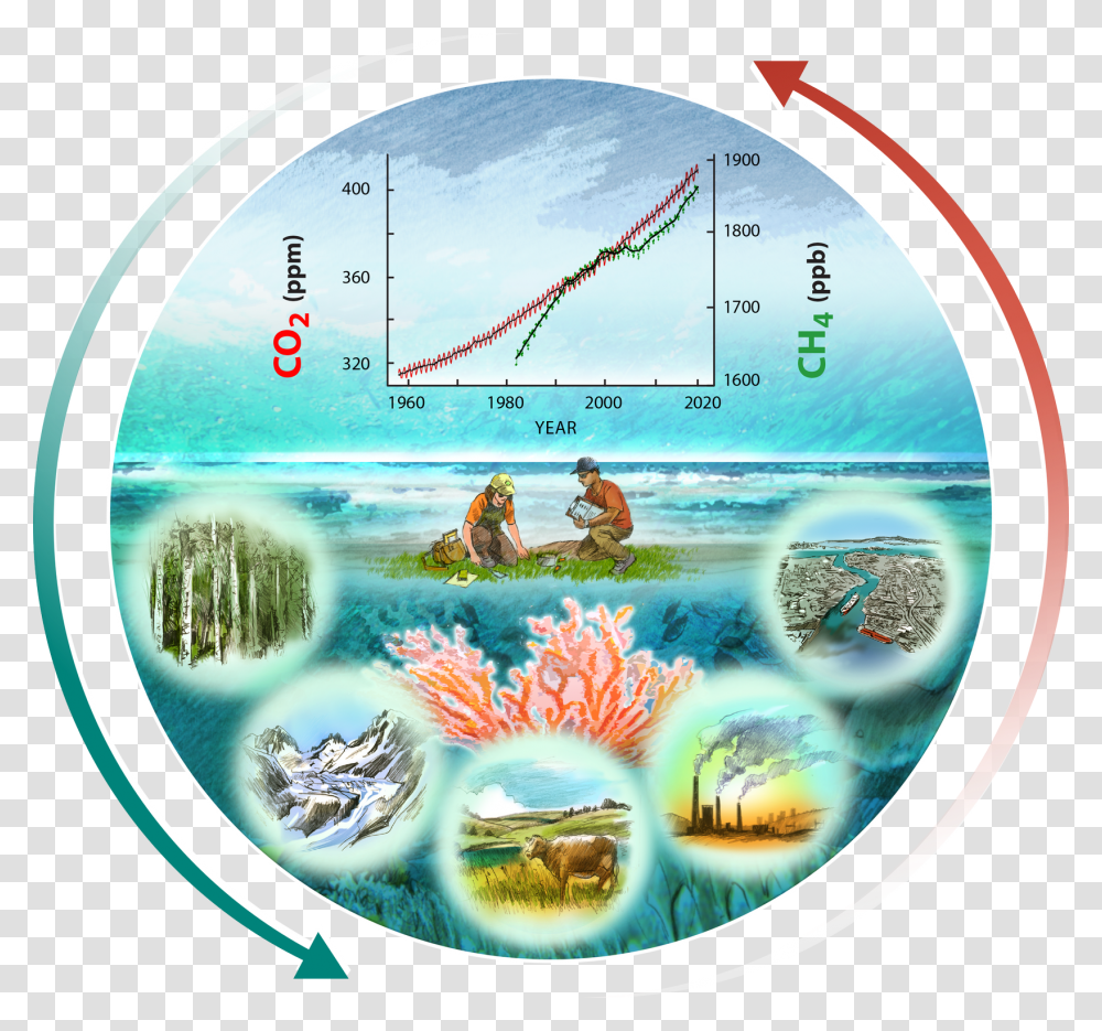 Carbon Cycle Of Coral Reefs, Person, Human, Disk, Dvd Transparent Png