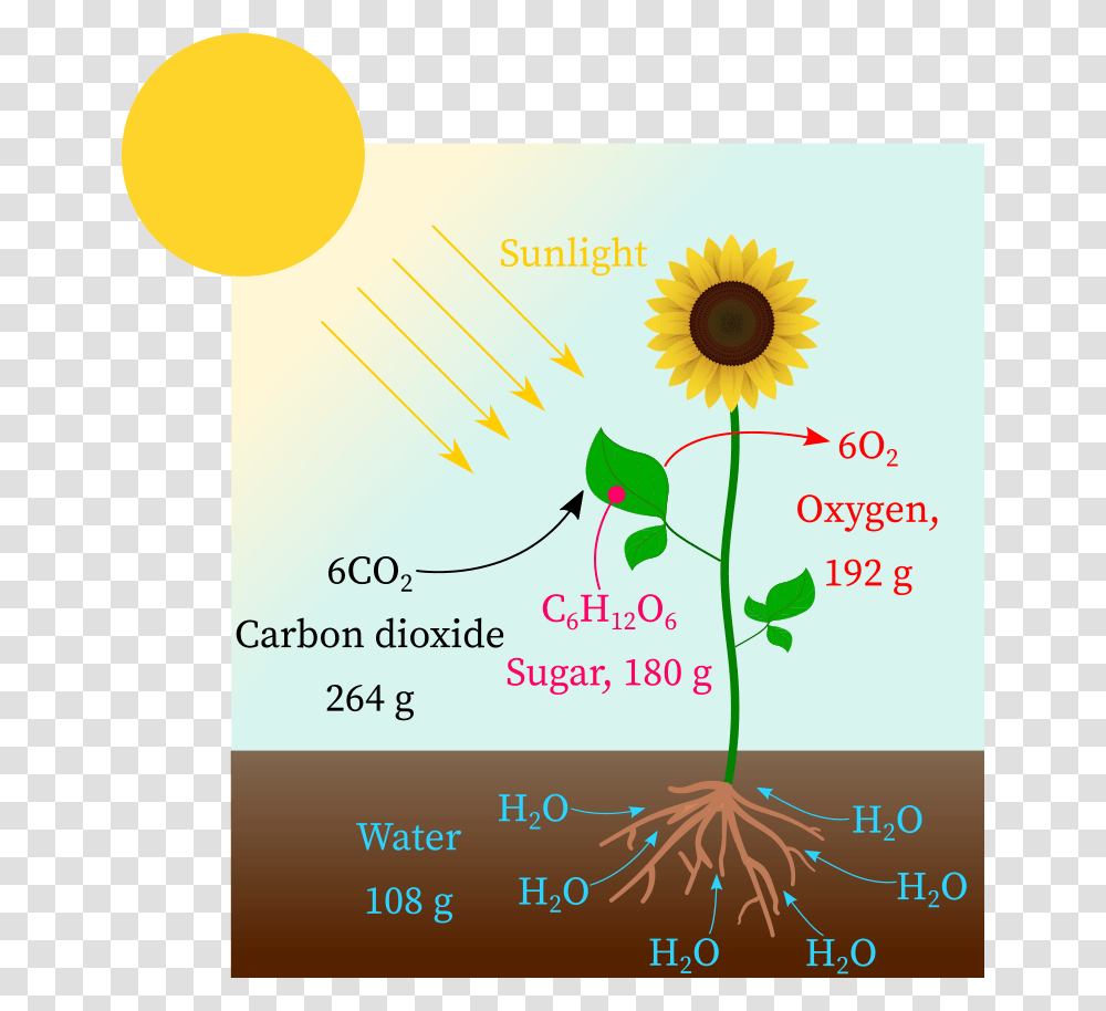 Carbon Dioxide Reacts With Water In Presence Of Sunlight Sunflower, Plant, Blossom, Root, Flyer Transparent Png
