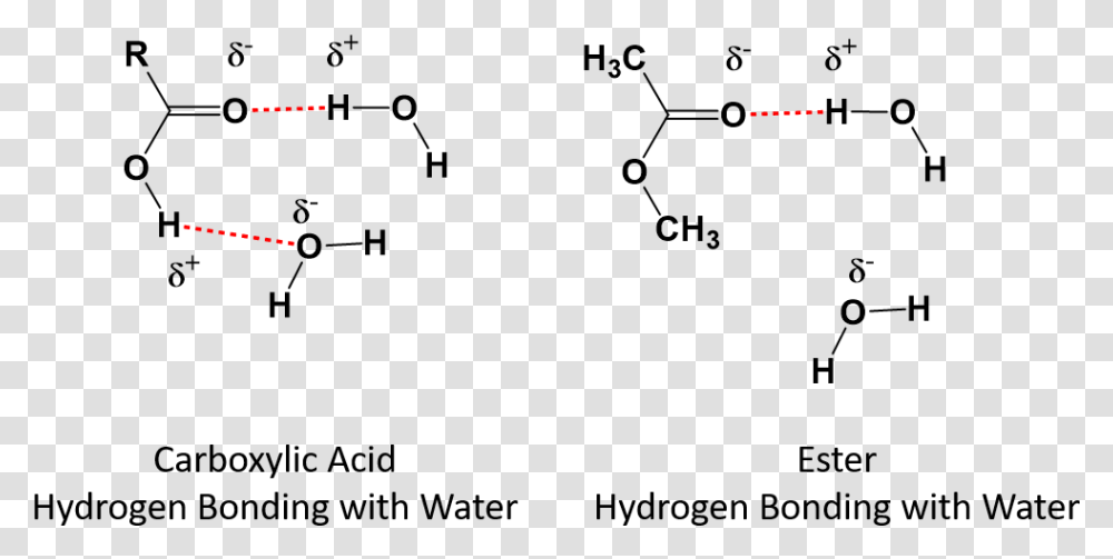 Carboxylic Acid Hydrogen Bonding With Water, People, Outdoors, Legend Of Zelda Transparent Png