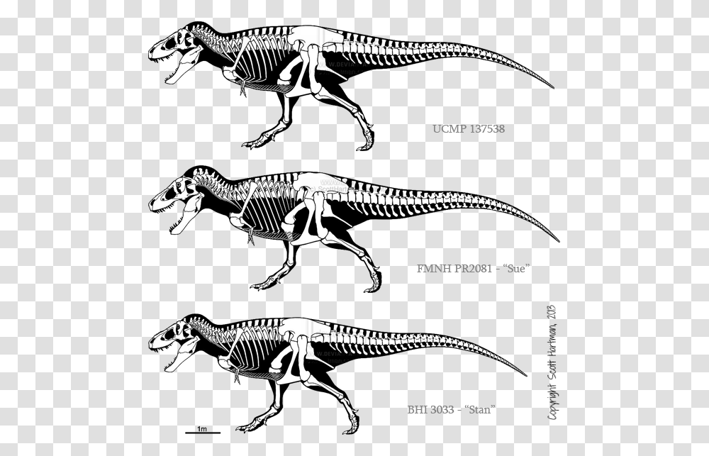Carcharodontosaurus Skeleton Download Triceratops Vs T Rex Size, Reptile, Animal, Dinosaur, T-Rex Transparent Png
