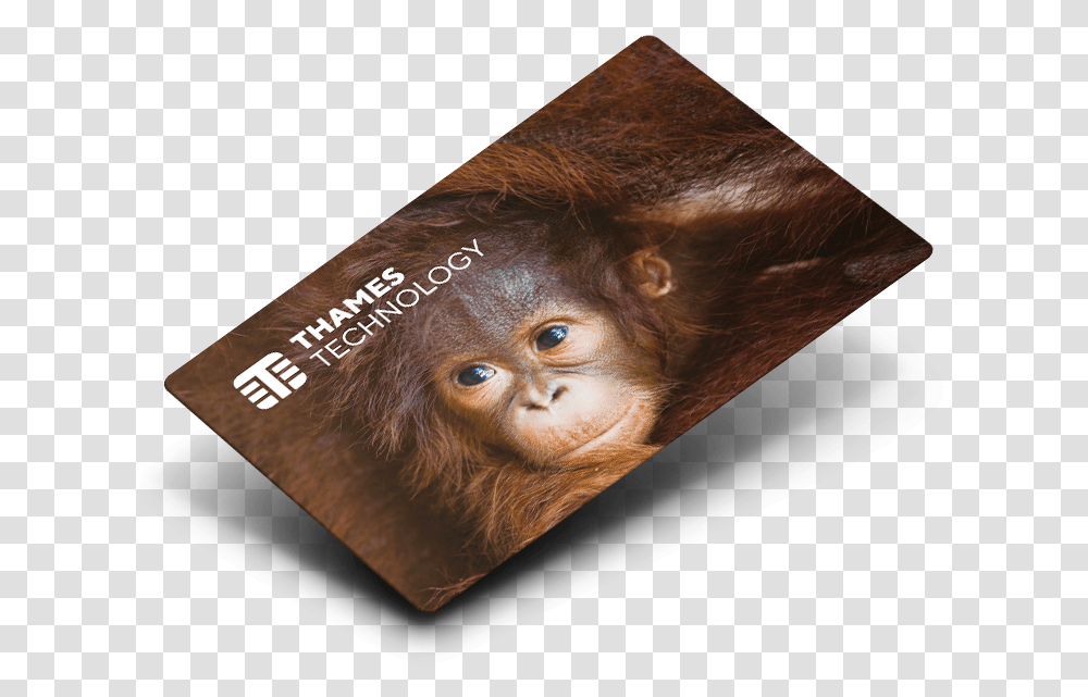 Card Petg Orangutan, Ape, Wildlife, Mammal, Animal Transparent Png