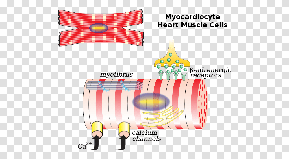 Cardiac Muscle Cell Wikipedia Cardiac Cell, Blow Dryer, Appliance, Hair Drier, Beverage Transparent Png