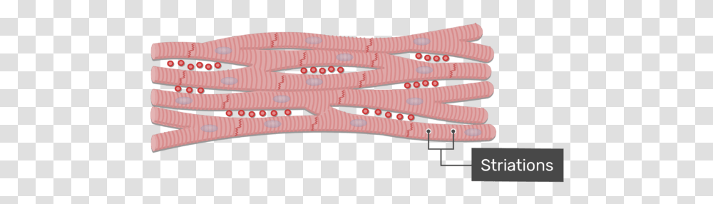 Cardiac Muscle Tissue Cardiac Muscle Tissue, Rope, Strap, Inflatable, Knot Transparent Png