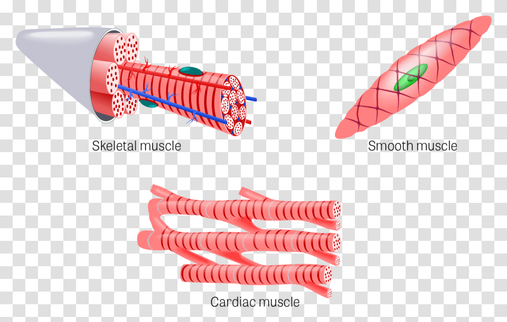 Cardiac Muscle Tissue Organ, Weapon, Weaponry, Bomb, Dynamite Transparent Png