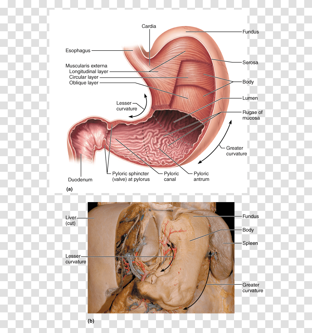 Cardial Part Of Stomach, Neck, Throat, Diagram Transparent Png