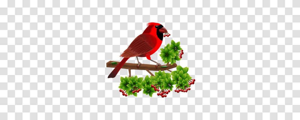 Cardinal Nature, Bird, Animal, Finch Transparent Png