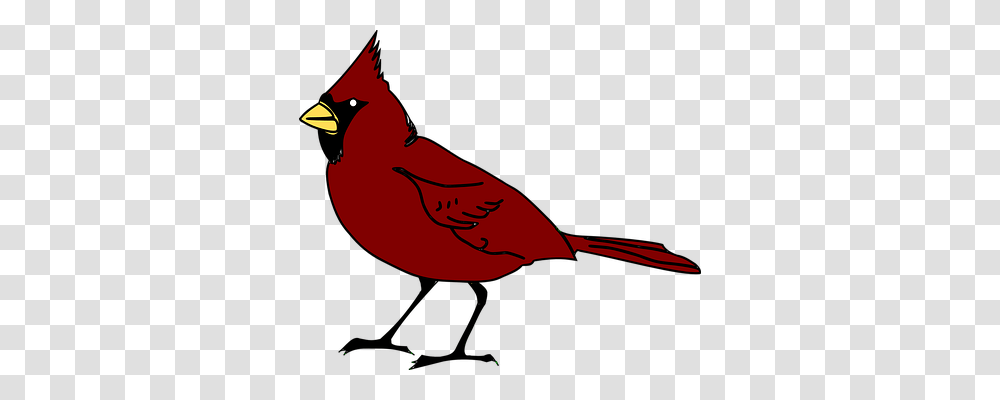 Cardinal Animals, Bird Transparent Png
