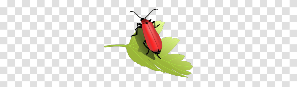 Cardinal Beetle, Firefly, Insect, Invertebrate, Animal Transparent Png