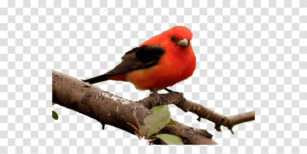 Cardinal, Bird, Animal, Finch, Canary Transparent Png