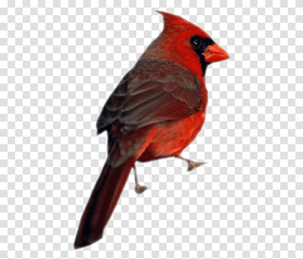 Cardinal Bird, Animal, Finch Transparent Png