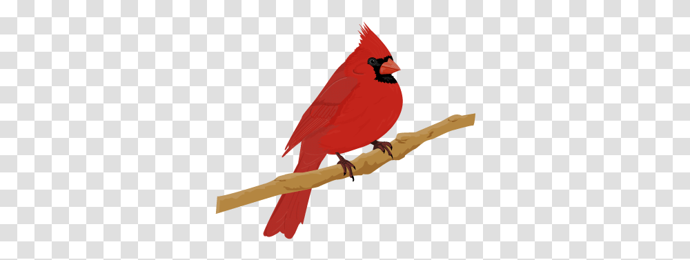 Cardinal Bird, Animal Transparent Png