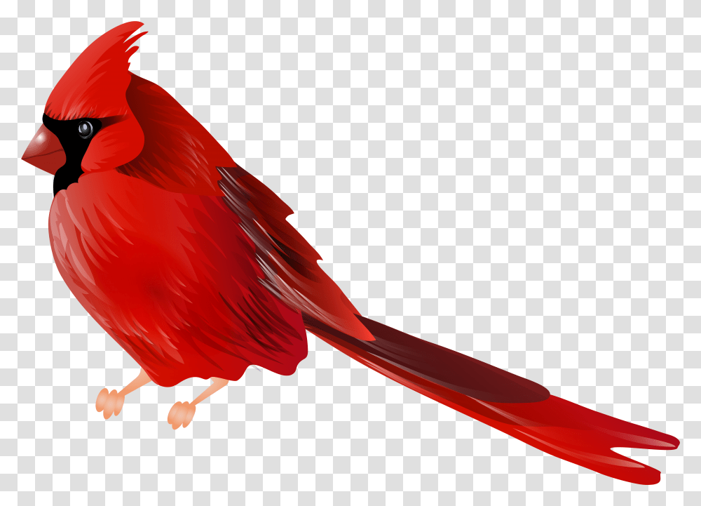 Cardinal Bird, Animal Transparent Png