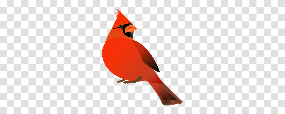 Cardinal Bird Cardinalidae Art Class Ideas Birds, Animal Transparent Png