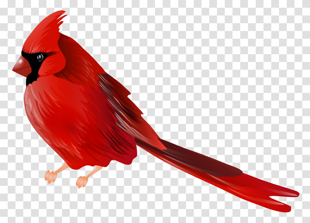 Cardinal Bird Clip, Animal Transparent Png