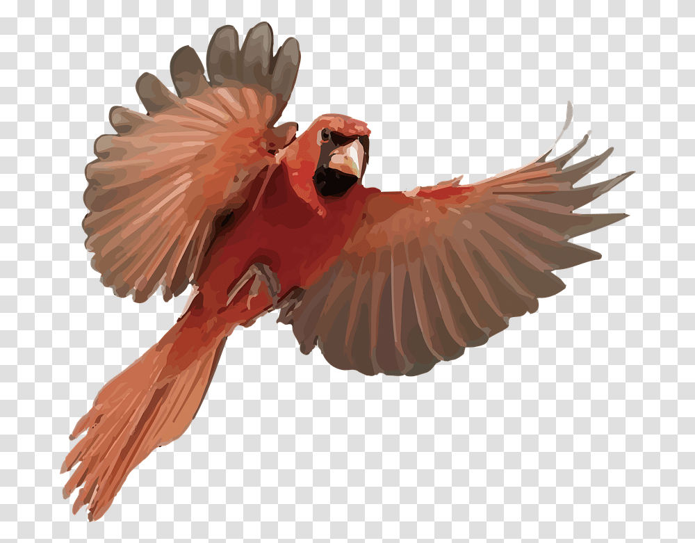 Cardinal Bird Free Image On Pixabay Macaw, Animal, Chicken, Poultry, Fowl Transparent Png