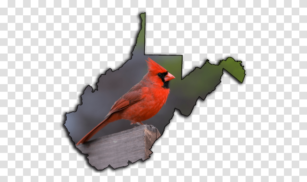 Cardinal Bird Tourist Regions Of Wv Map, Animal Transparent Png