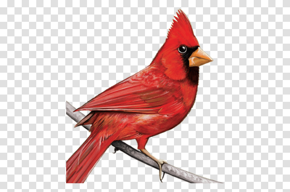 Cardinal Cardinal Clipart, Bird, Animal, Finch Transparent Png