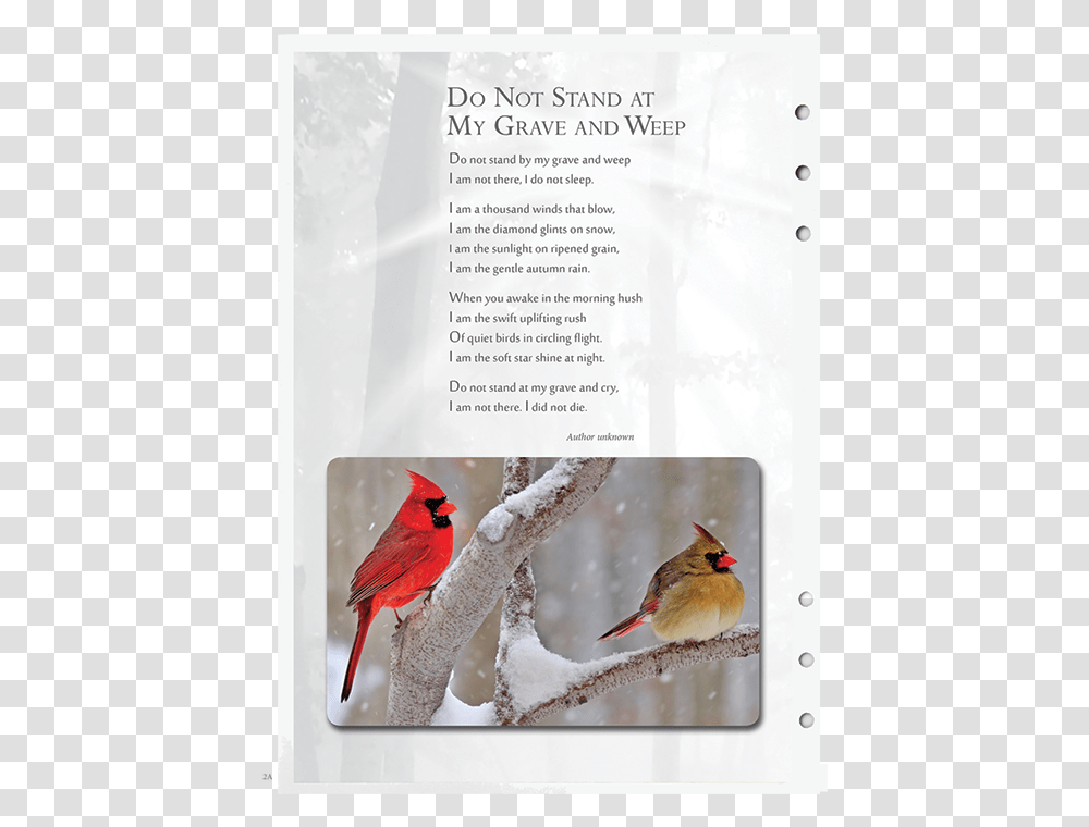 Cardinal Cardinals Birds, Animal, Nature, Outdoors, Snow Transparent Png