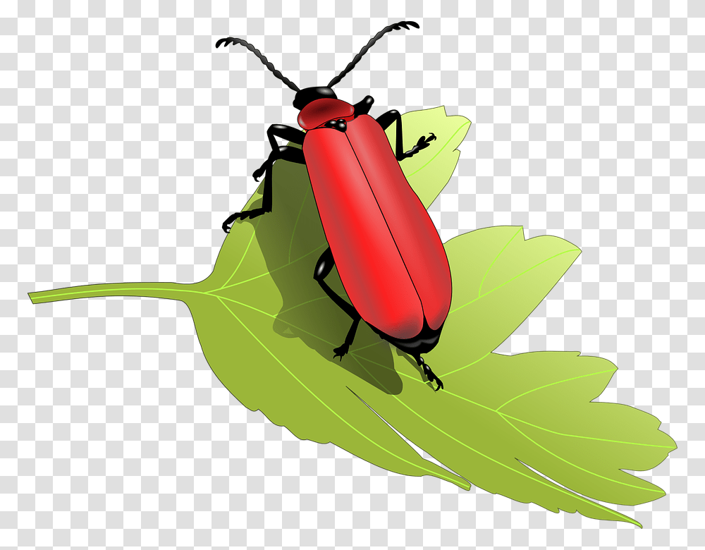 Cardinal Clipart Insects On A Tree Clip Art, Firefly, Invertebrate, Animal, Leaf Transparent Png