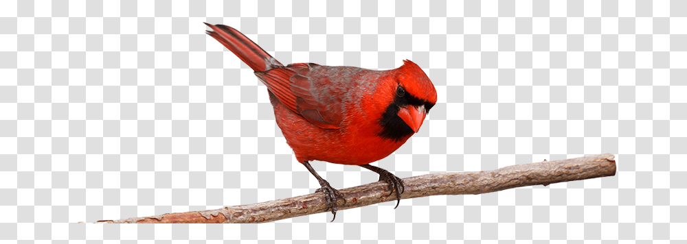 Cardinal Northern Cardinal, Bird, Animal, Finch Transparent Png