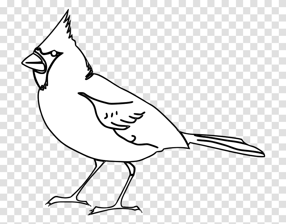 Cardinal Outline & Free Outlinepng Cardinal Bird Clip Art, Animal, Jay, Blue Jay, Beak Transparent Png