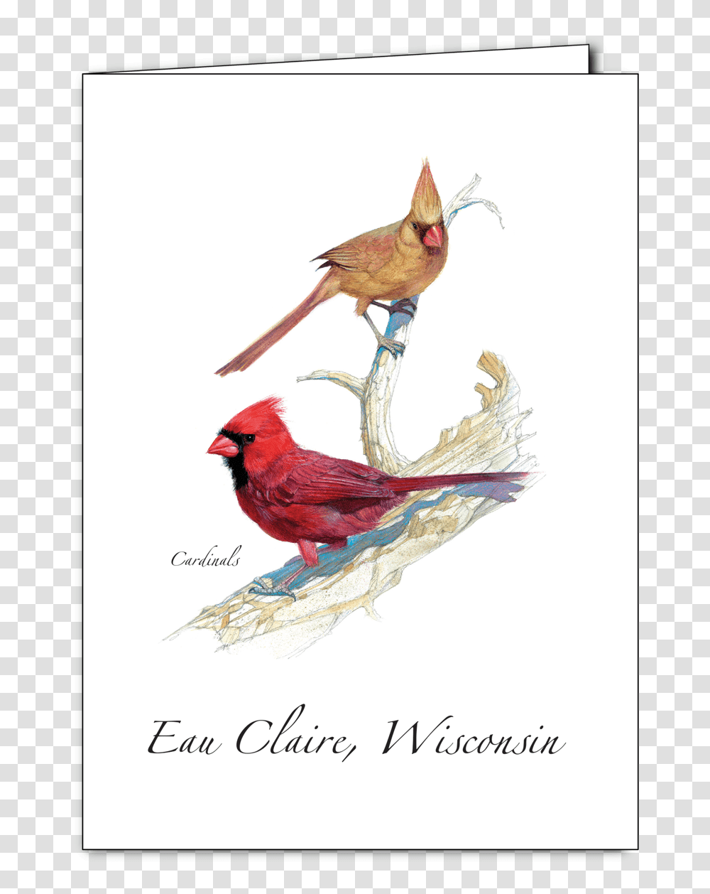 Cardinal Pair New - Earth Sky Water Northern Cardinal, Bird, Animal Transparent Png