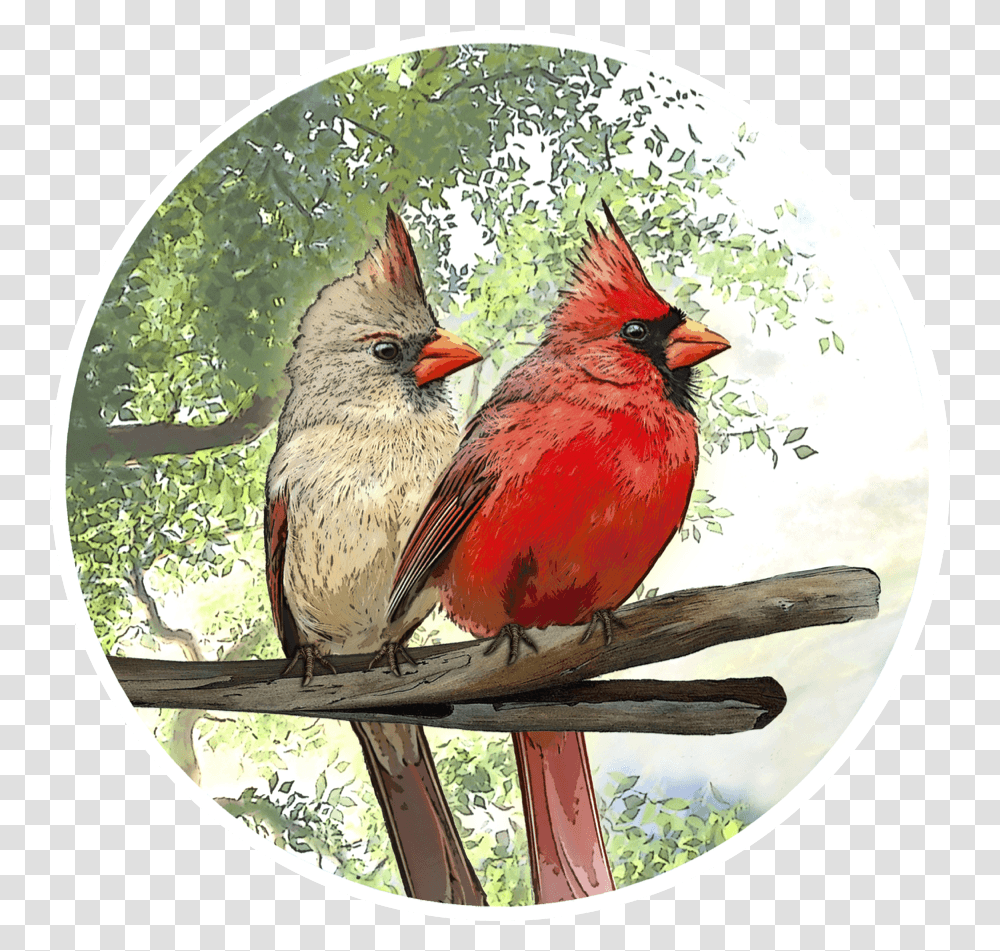 Cardinal Screen Door Magnets, Bird, Animal Transparent Png