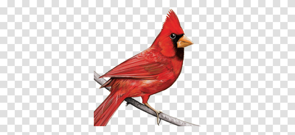 Cardinal Vector Images Vectorhqcom Clipart, Bird, Animal Transparent Png
