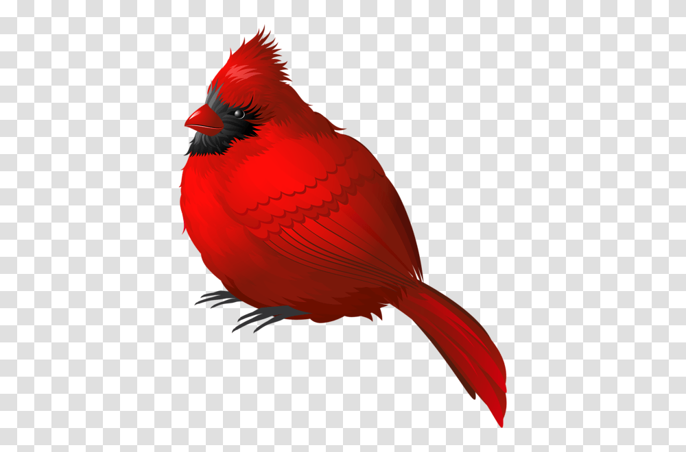 Cardinals Birds Cardinal, Animal, Jay Transparent Png