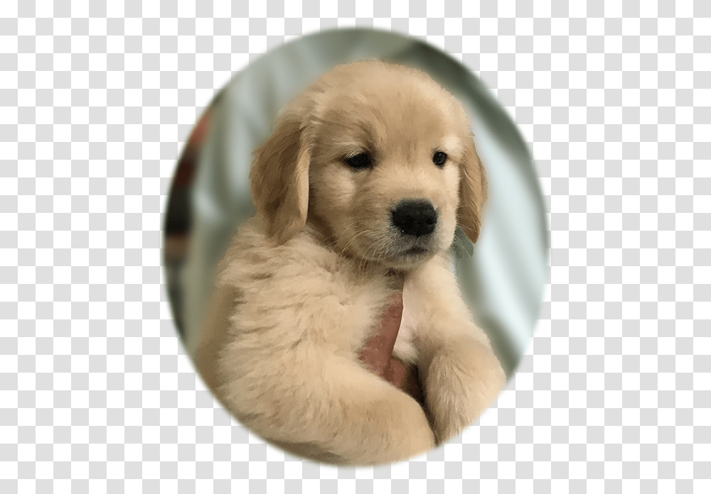 Caribbean Golden Retriever Puppy Companion Dog, Pet, Canine, Animal, Mammal Transparent Png