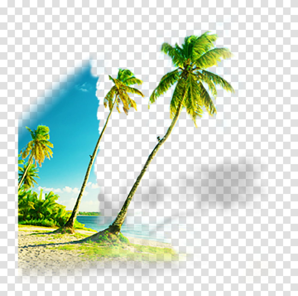 Caribbean, Summer, Tropical, Plant, Palm Tree Transparent Png