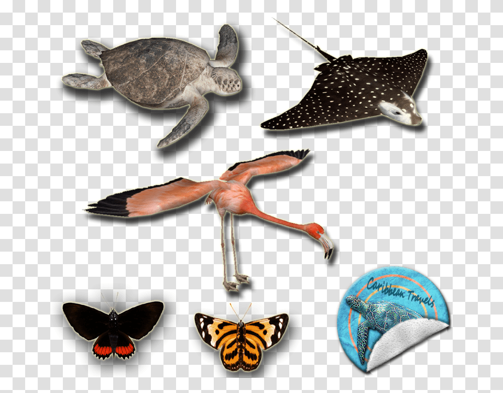 Caribbean Travels Pack Animal Figure, Turtle, Reptile, Sea Life, Bird Transparent Png