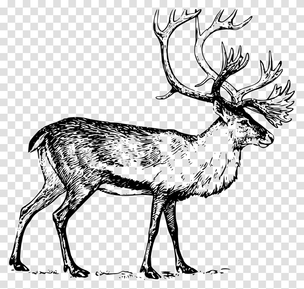 Caribou Black White Line Art, Elk, Deer, Wildlife, Mammal Transparent Png