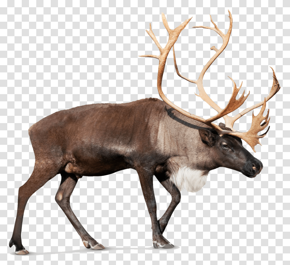 Caribou, Elk, Deer, Wildlife, Mammal Transparent Png