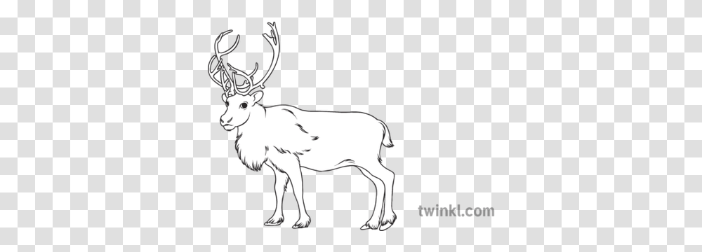 Caribou Reindeer Science Canadian Animals Canada Wildlife Black And White Pictures Of A Caribou, Elk, Mammal, Antler Transparent Png