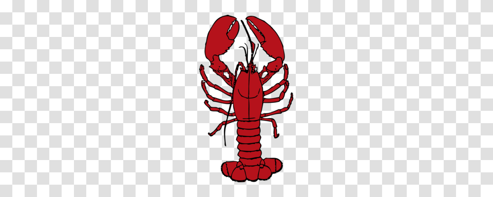 Caridean Shrimp Lobster Crab Art Forms In Nature Malacostracans, Seafood, Sea Life, Animal, Person Transparent Png