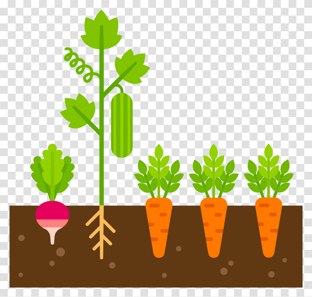 Caring Clipart Care Plant Clip Art Vegetable Plant, Food, Carrot, Root, Parsnip Transparent Png