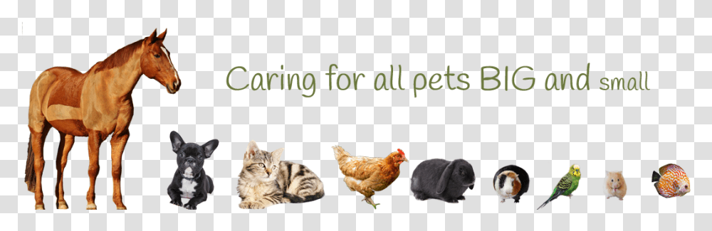 Caring For Pets Big And Small Pets Big To Small, Chicken, Poultry, Fowl, Bird Transparent Png