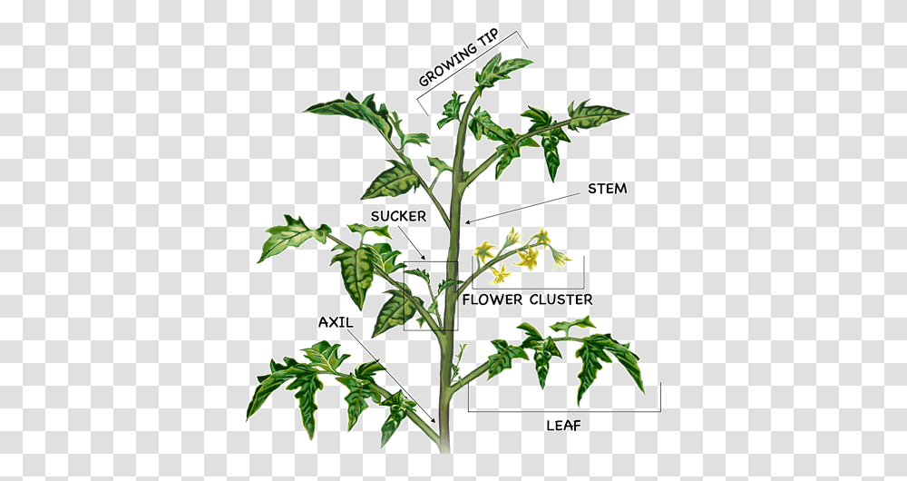 Caring For The Star Of Garden Bufco Blog Prune A Tomato Plant, Flower, Vegetation, Produce, Food Transparent Png