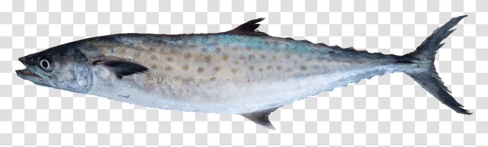 Carite Lucio King Fish Hd, Coho, Animal, Sea Life, Tuna Transparent Png