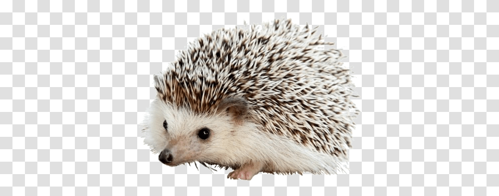 Carl The Hedgehog Iphone Hedgehogs, Mammal, Animal, Rat, Rodent Transparent Png